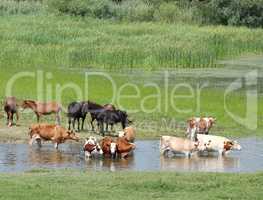 farm animals on river
