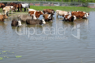 farm scene with cows on river
