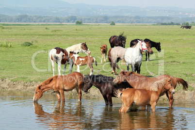 herd of horses on river