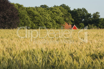 Rye field in the Achterhoek in Netherlands.