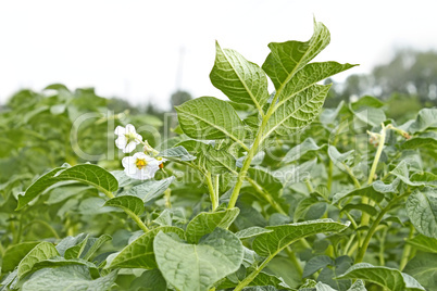 Potato field during flowering period