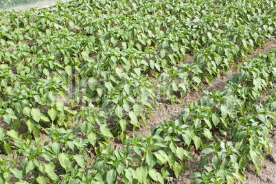 Rows of sweet pepper in garden