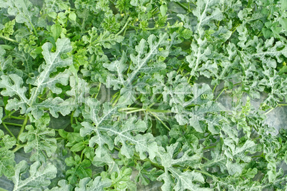 Green plants of watermelon in garden