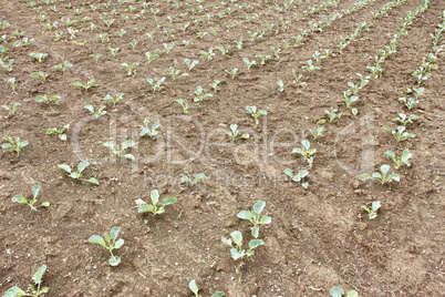 Rows of young cabbage in garden