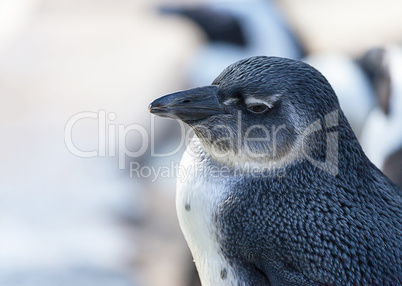 young penguin looks to the left