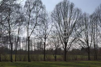 meadow and trees in park frankfurt