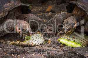 Two Galapagos giant tortoises chewing cactus leaves