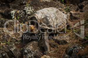 Galapagos giant tortoise climbing down rocky slope