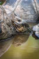 Galapagos giant tortoise in pond amongst others