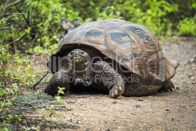 Galapagos giant tortoise walking down gravel path