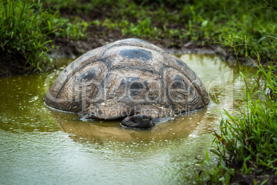 Galapagos giant tortoise lying in shallow pool