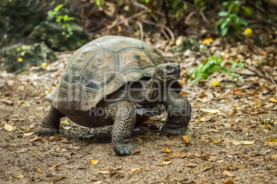Galapagos giant tortoise walking along gravel path
