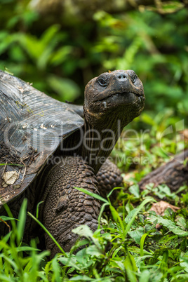 Galapagos giant tortoise looking straight at camera