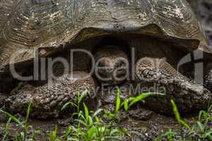 Galapagos giant tortoise with head in shell