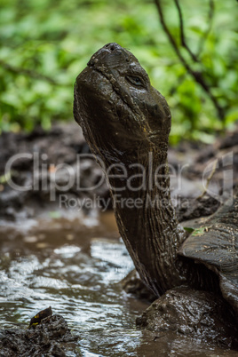 Head of Galapagos giant tortoise in mud