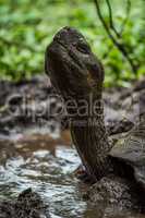 Head of Galapagos giant tortoise in mud