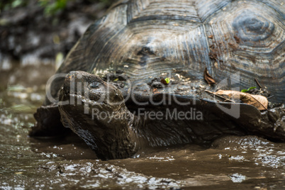 Galapagos giant tortoise wallowing in muddy pond