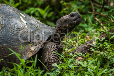 Galapagos giant tortoise in profile in woods