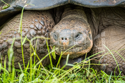 Close-up of front of Galapagos giant tortoise