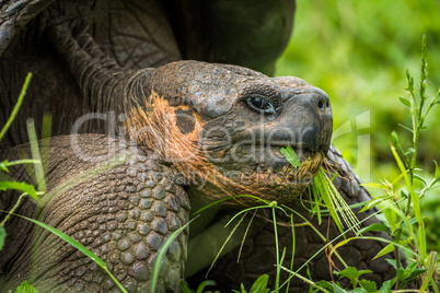 Close-up of Galapagos giant tortoise eating grass