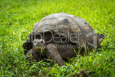Galapagos giant tortoise eating grass in field