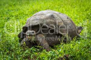 Galapagos giant tortoise eating grass in field