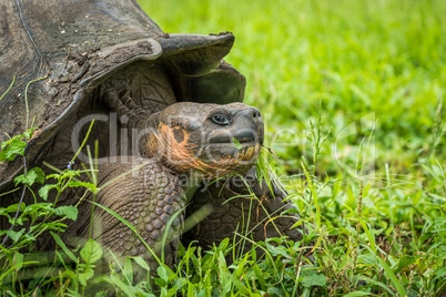 Close-up of Galapagos giant tortoise chewing grass