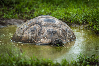 Galapagos giant tortoise wallowing in muddy pool