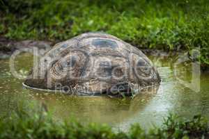 Galapagos giant tortoise wallowing in muddy pool