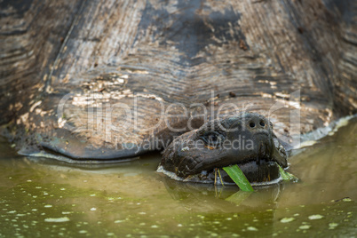 Galapagos giant tortoise eating grass in pond