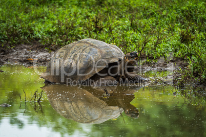 Galapagos giant tortoise reflected in shallow pond