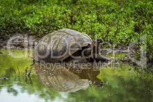 Galapagos giant tortoise reflected in shallow pond