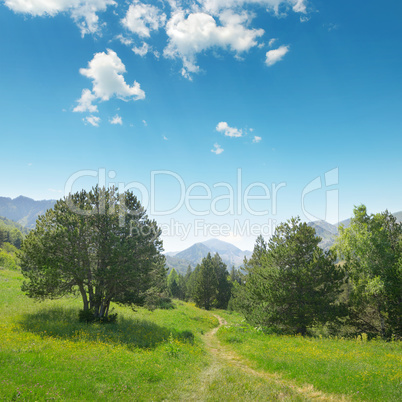 Beautiful pine trees on background high mountains