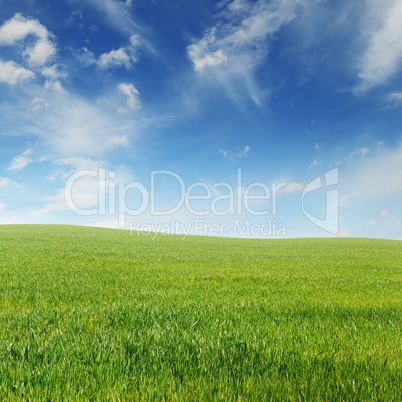 spring meadow and blue sky