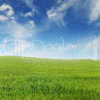 spring meadow and blue sky