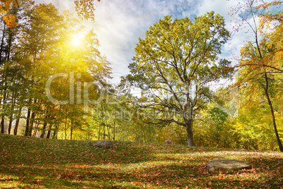 sunset in the autumn park