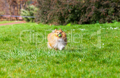 running Shetland Sheepdog with ball