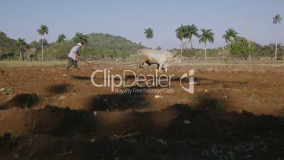 4-Man Farmer Working Hard Plowing The Soil With Ox