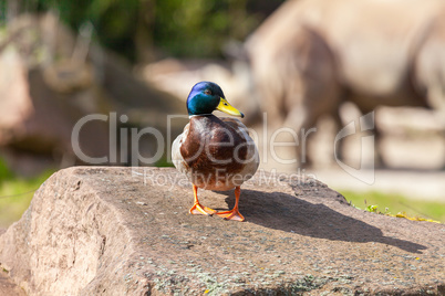 male duck stands on a stone