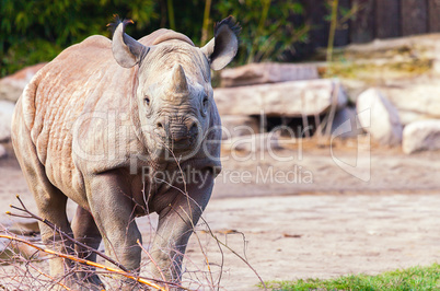 a young rhino looks to the camera