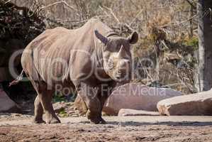 a male rhino goes on sandy ground