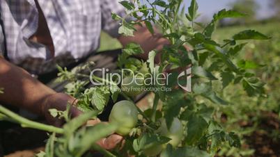 13-Farmer Examining Leaves Of Tomato Plant In The Field