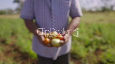 15-Man Farmer Showing Red And Green Tomatoes To Camera