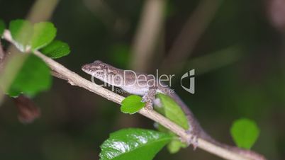 Common house gecko Hemidactylus frenatus. Thailand
