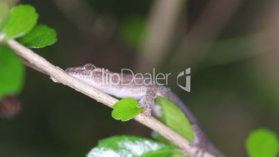 South Asian House Gecko Hemidactylus frenatus. Thailand