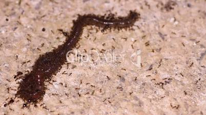 ants carry the worm