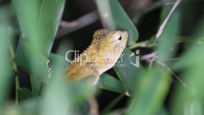 Oriental garden lizard Calotes versicolor, Thailand