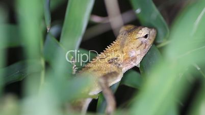 Eastern garden lizard Calotes versicolor, Thailand
