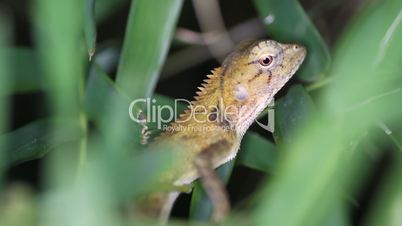 Changeable lizard Calotes versicolor, Thailand
