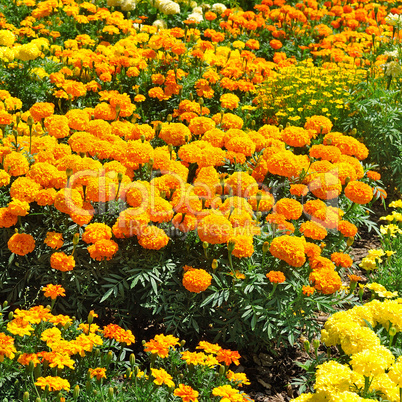 beautiful background of yellow marigolds